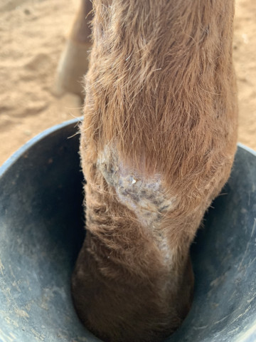 Healing after first injury